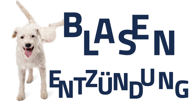 Blasenentzündung – Ursachen, Symptome und Therapie