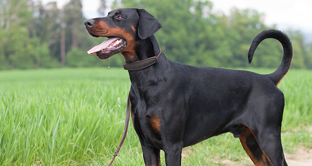 DCM beim Dobermann – ein weiteres Kapitel