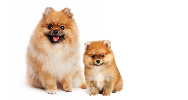 Promis und ihre Hunde