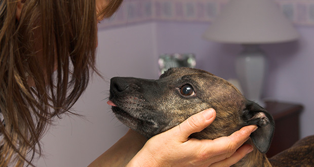 Wie ein Pflegehund das Leben verändert