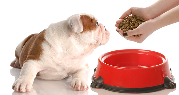 Welche Lebensmittel sind giftig für unsere Hunde?