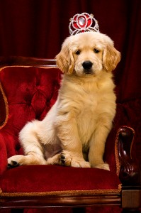 iStock_000013969163Large