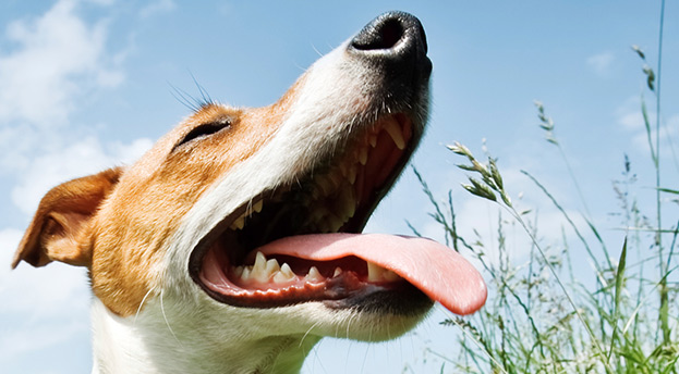 Hund findet Riesen-Trüffel