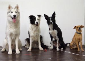 Hunde haben nicht so ein Gespür für Mengen wie ihre Vorfahren