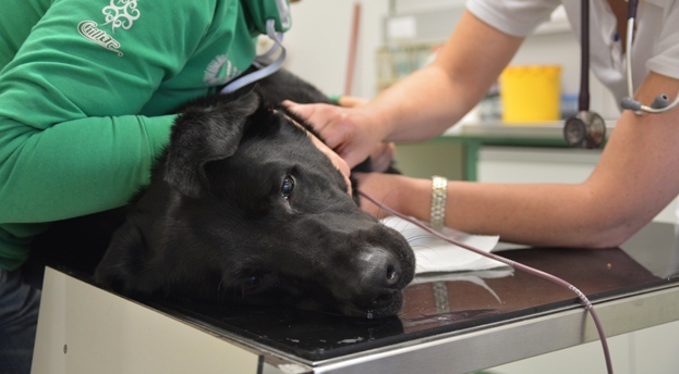 Wenn Tiere Blut brauchen – Blutspenden für Hund, Katze, Pferd und Co.