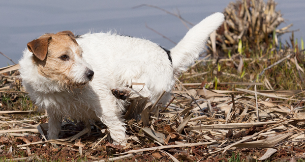 Die Sache mit dem Gackerl und dem Sackerl