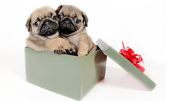 Vorsicht beim Welpenkauf