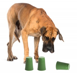 Great Dane, 4 years old, looking down in front of white background