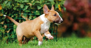 bannerbullterrier