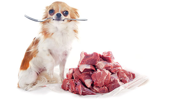 Leserbrief einer Tierärztin zu “Wie viel Fleisch braucht der Hund?”