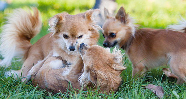 Von Strebern & Lernmuffeln – wie Hunde lernen