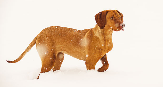 Magyar Vizsla im Rasseportrait