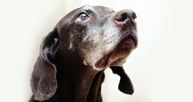 Bestrafung in der Hundeerziehung