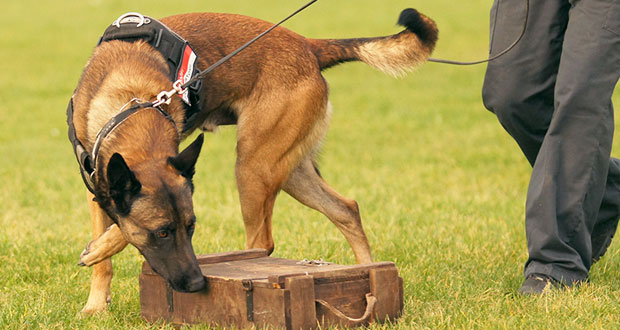 Zu Besuch bei den Superschnüfflern