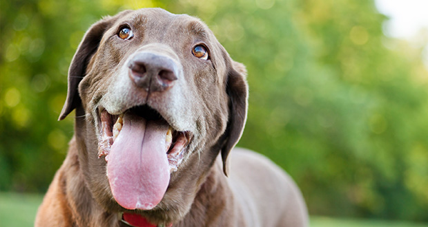 Tierkommunikation – Kann unser Hund sprechen?