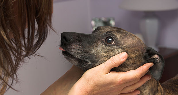 Vorsätze einhalten mit Hilfe der Vierbeiner