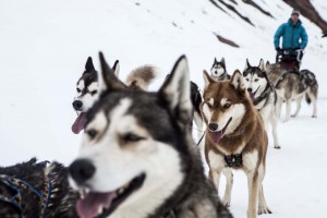 FH_Wolfshunde_Tag01_∏ServusTV038