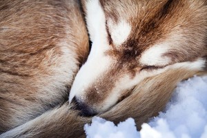 FH_Wolfshunde_Tag02_∏ServusTV062