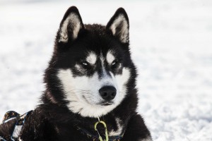 FH_Wolfshunde_Tag02_∏ServusTV064