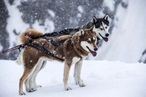 FH_Wolfshunde_Tag03_∏ServusTV013