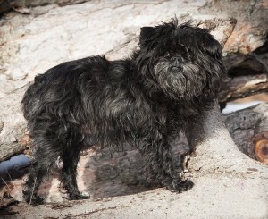 affenpinscher