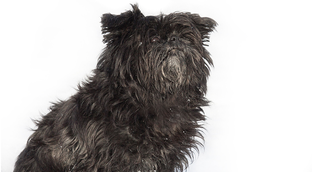 Affenpinscher