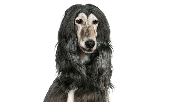 Afghanischer Windhund