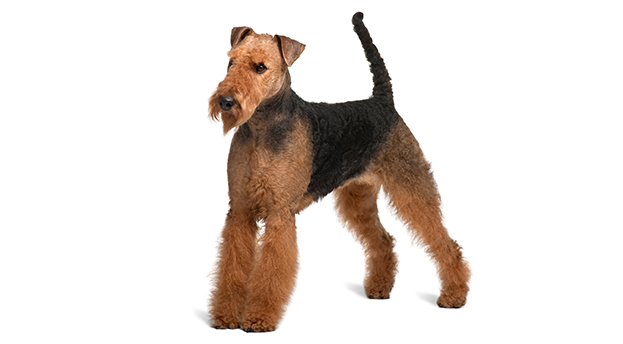 Airedale Terrier