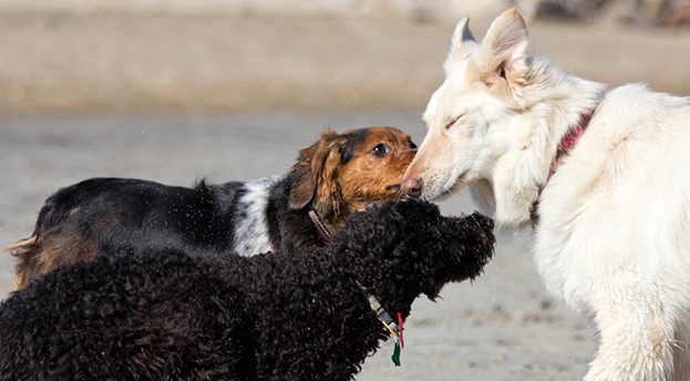 Wir lieben Hunde – solange sie sich nicht wie Hunde verhalten