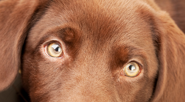 Neue Studie: Menschliche Emotionen kein Geheimnis für Hunde