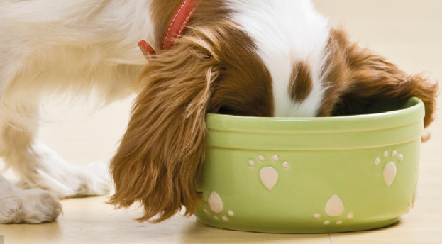 Von BIO bis Vegan: Trends in der Hundeernährung