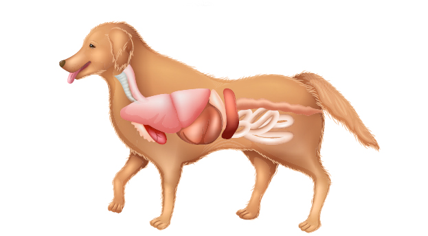 Im Fokus: die Verdauung des Hundes