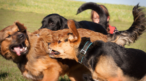 (c) www.bettinabodner.at