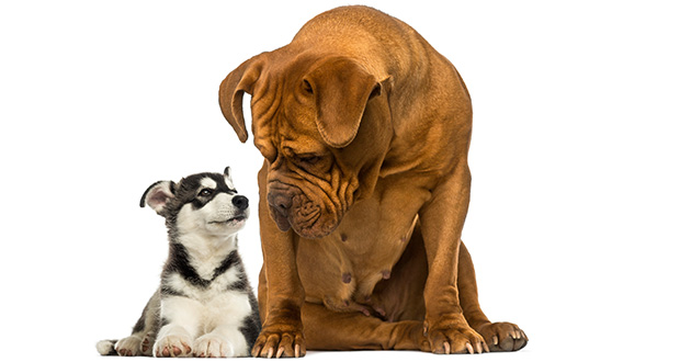 Der Trend geht zum Zweithund!