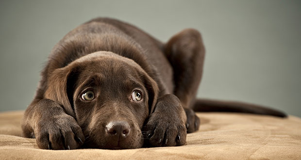 Geschickte Manipulation – wir alle sind Opfer unserer Hunde