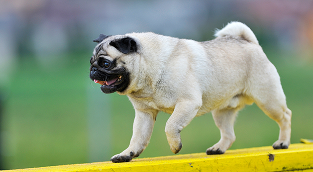 Exoten im Hundesport