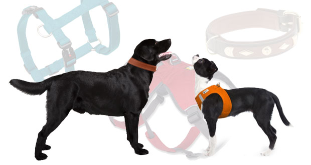 Die ewige Frage: Halsband oder Geschirr?