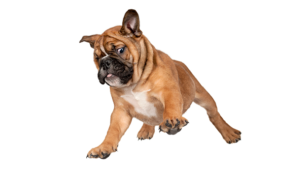 Unerzogen oder hyperaktiv?