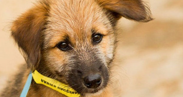 Straßenhunde in Indien spalten die Bevölkerung