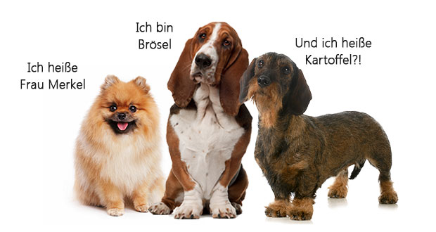 10 Skurrile Hundenamen