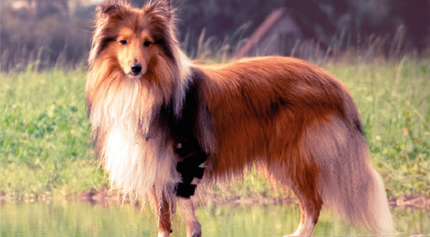 Orthesen – Helfer im Alltag