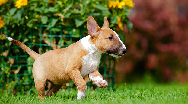 Wieder Hund erschossen – Bullterrier greift Halter an