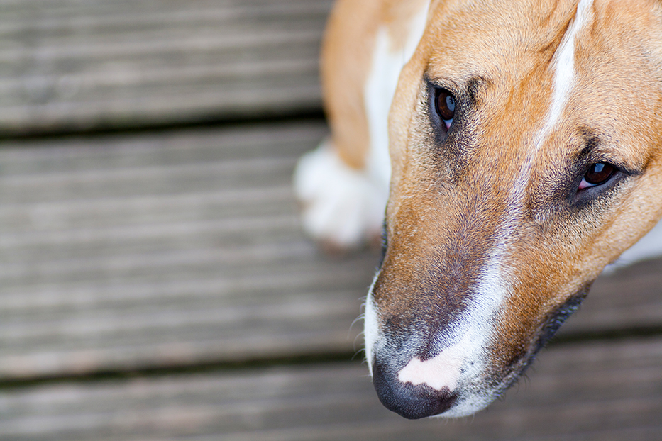 iStock_000014080828_Large