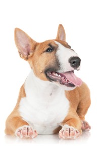 iStock_000027269264_Large