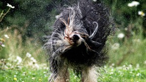 TM_Unsere_Wilden_Lieblinge_05_©Terra_Mater_John_Downer