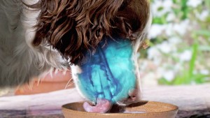 TM_Unsere_Wilden_Lieblinge_06_©Terra_Mater_John_Downer