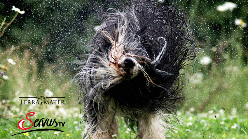 Terra Mater – Unsere wilden Lieblinge