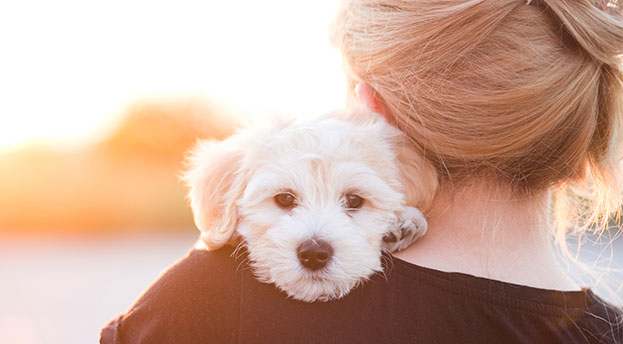 Hundekeime – gut für unsere Gesundheit?