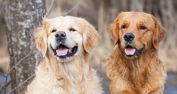 Im Rasseportrait: der Golden Retriever