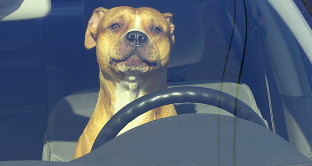 US-Cop sperrte Halterin in heißes Auto